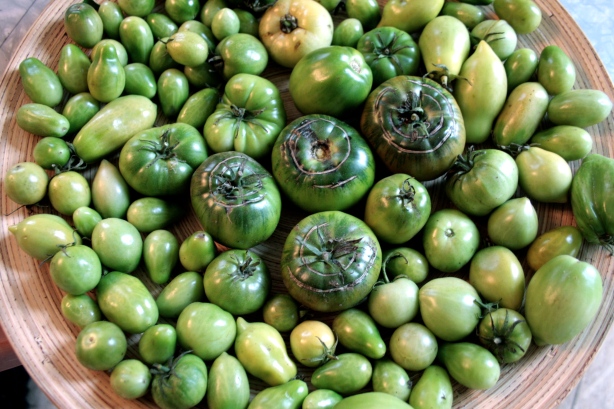 more green tomatoes